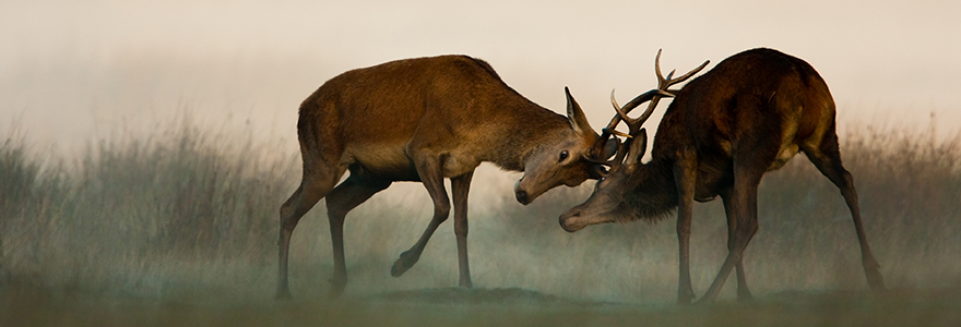 Deer in conflict
