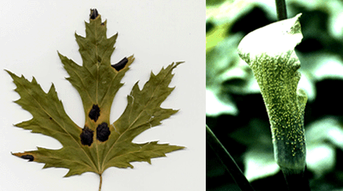 Tar spot (left) and Jack-in-the-pulpit rust (right)