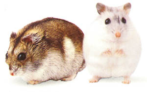 Hamsters