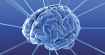 Brain 