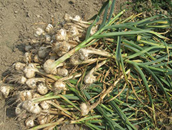 Garlic