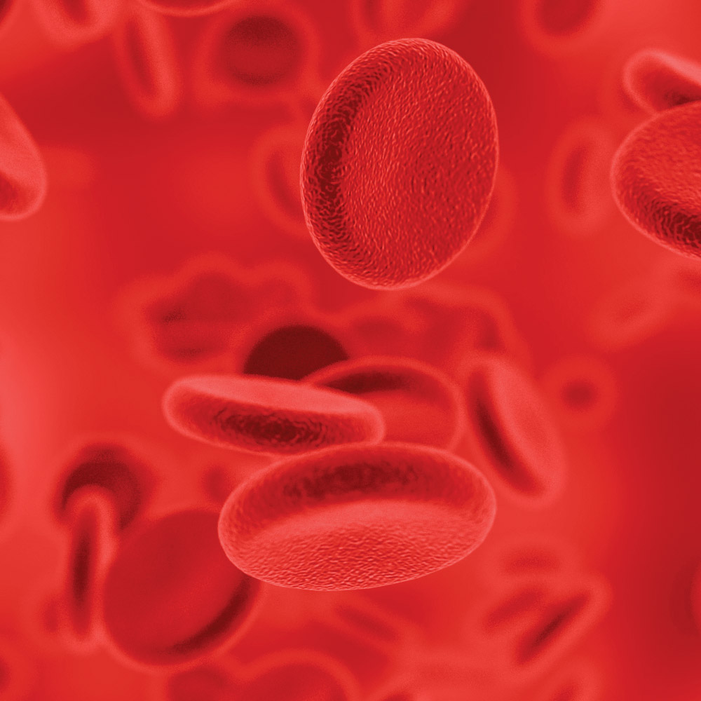 A magnified image of a red blood cell.