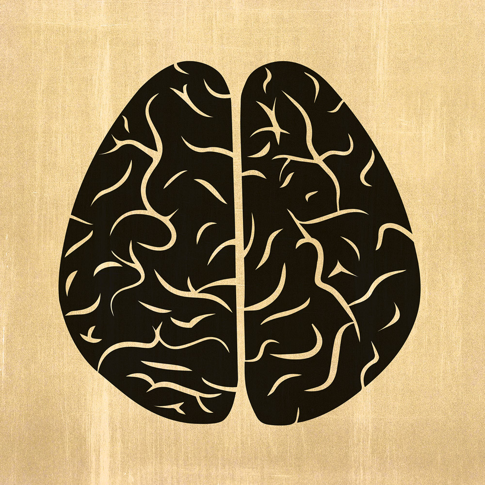 An illustration of the cross section of a human brain.