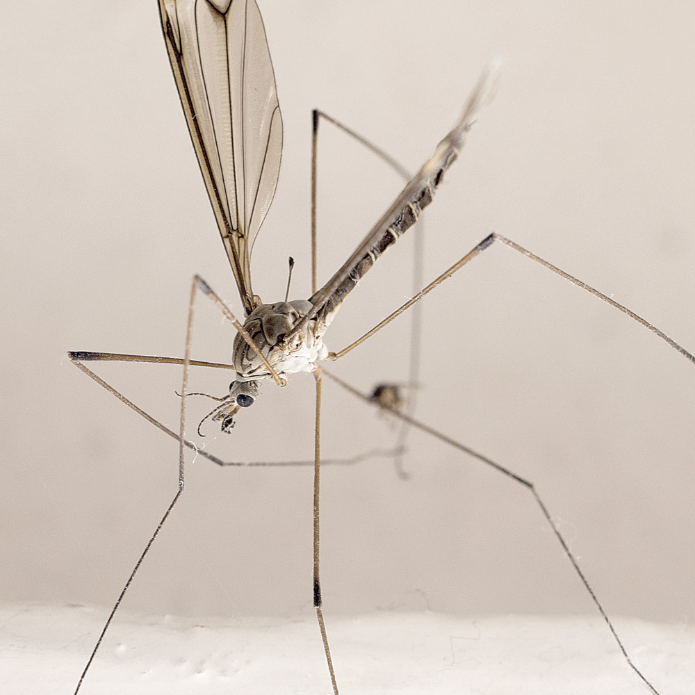 A closeup photograph of a mosquito.