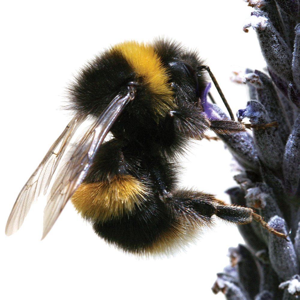 A photograph of a bee clinging onto a stalk of purple flowers.