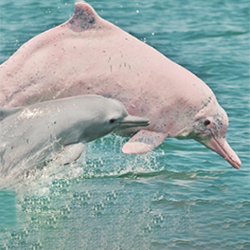 Pink Dolphin