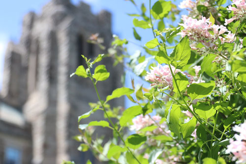 Flowers with a campus building in the background