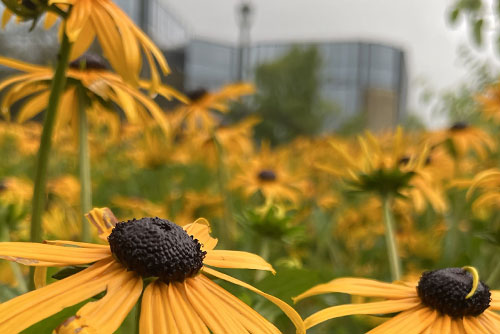 Flowers with a campus building in the background
