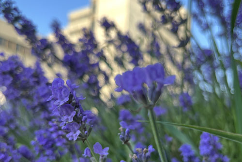 Flowers with campus building in the background