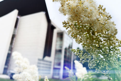 Flowers with campus building in the background