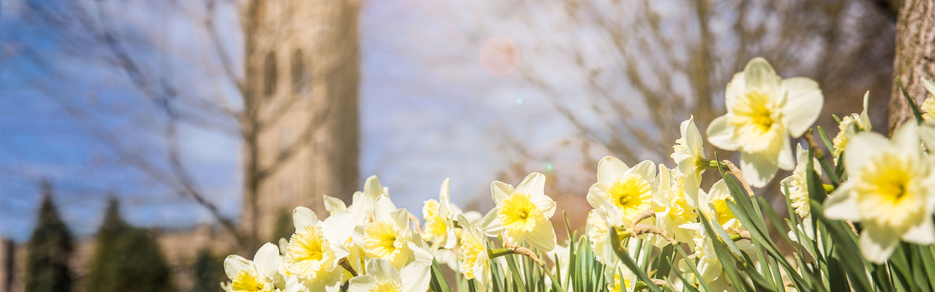 Blurry University College in the background with yellow daffodils in the forground