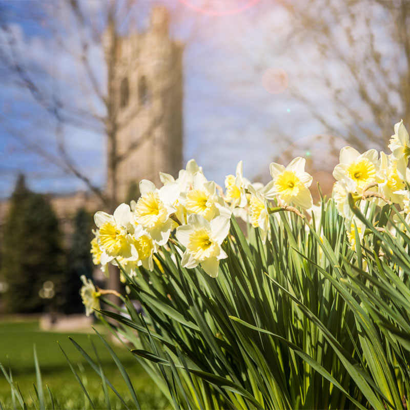 Blurry University College in the background with yellow daffodils in the forground