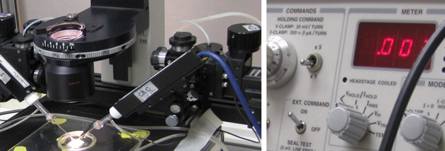 Double patch clamp electrophysiology