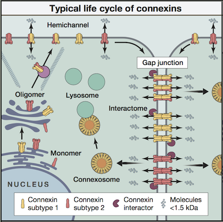 Typical life cycle of connexins