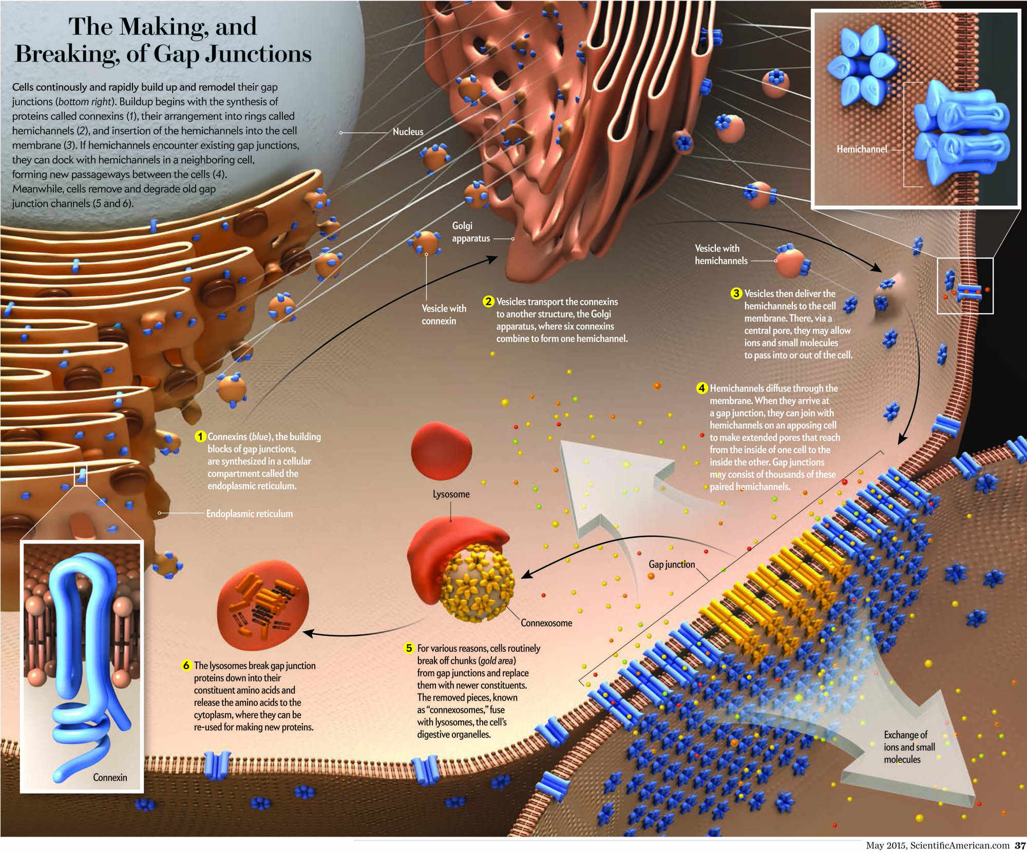 The Making, and Breaking, of Gap Junctions