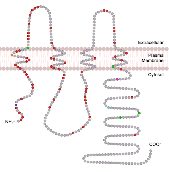 Mutations in GJA1