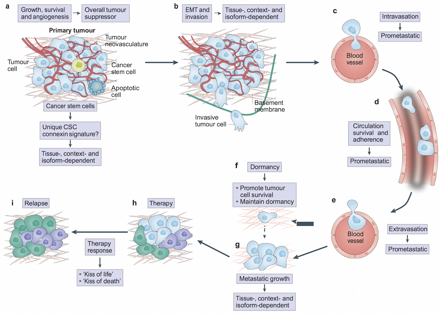 Cancer Metastasis
