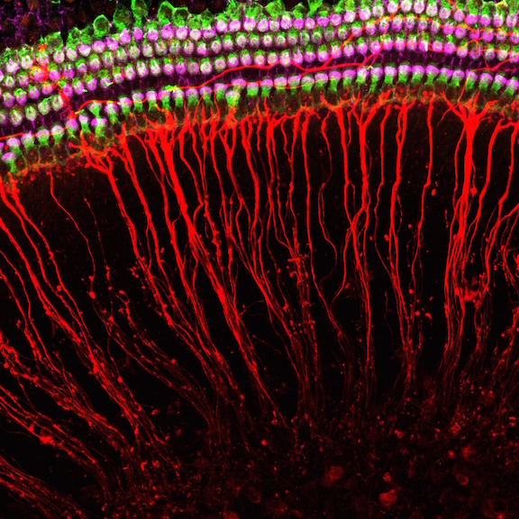 Sensory hair cells and neural connections in mouse cochlear culture