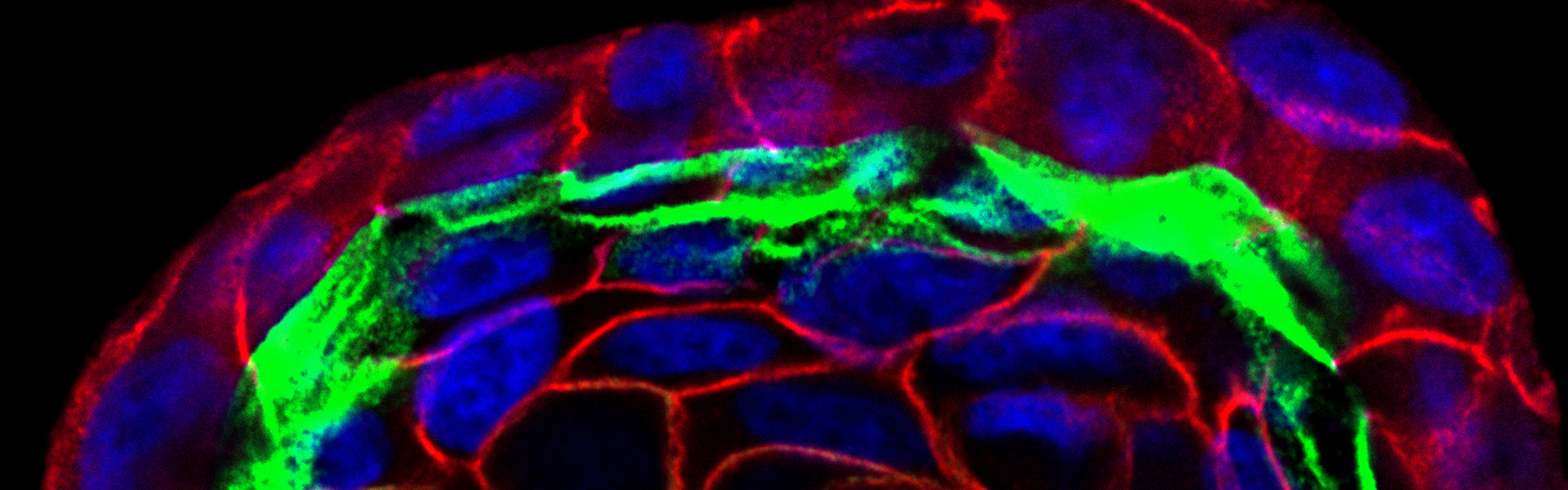 Panx1 (green) Enriched on the Apical Surface of Epithelium Derived Spheroids