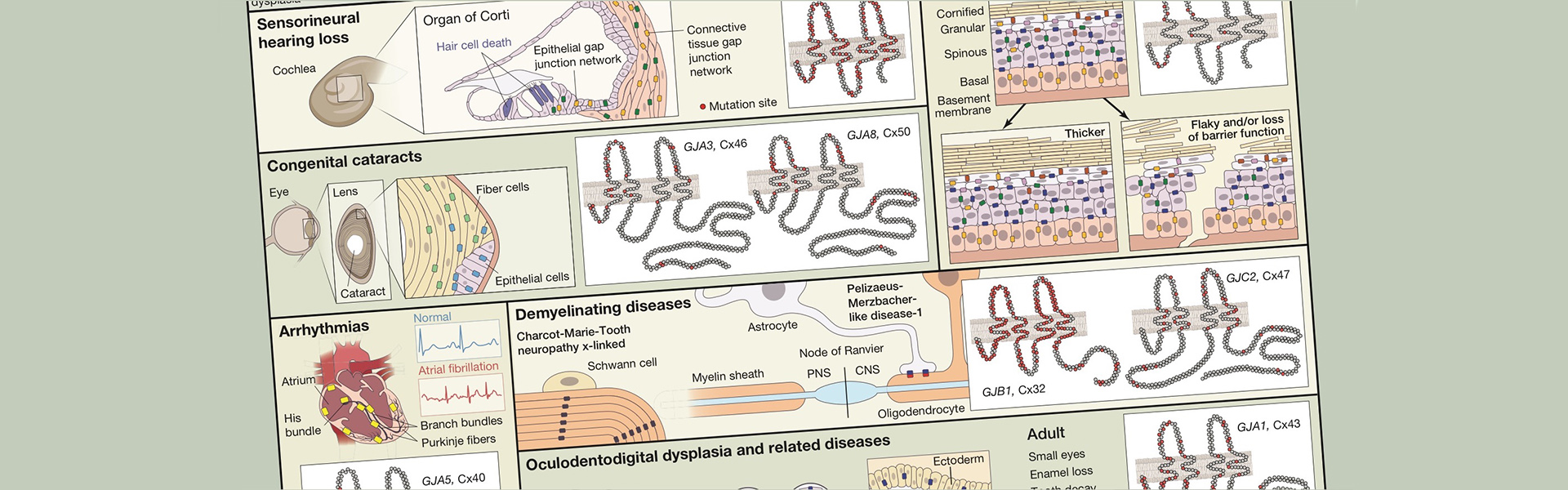 Snapshot Published in Cell -Dale W. Laird, Christian C. Naus and Paul D. Lampe