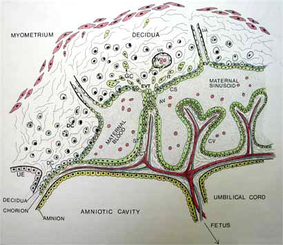 diagram of the first trimester human placenta