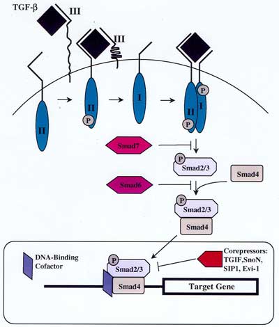Diagram of TGF-beta signaling pathway