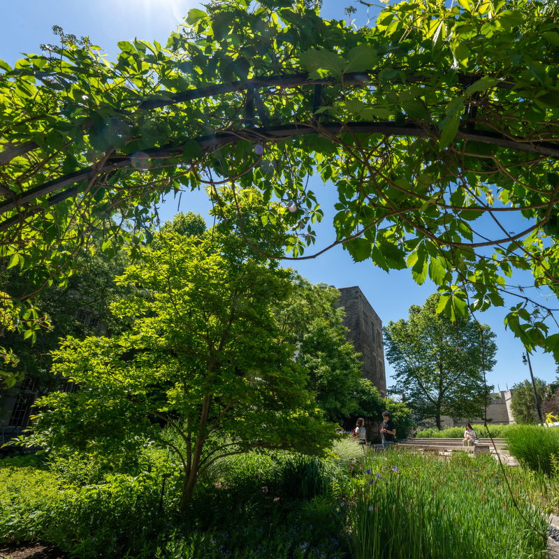 Beryl Ivey Garden in Summer