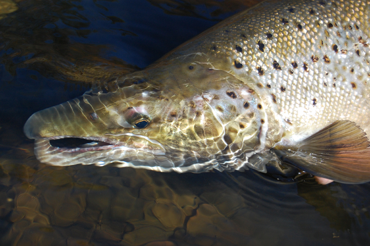 Atlantic salmon