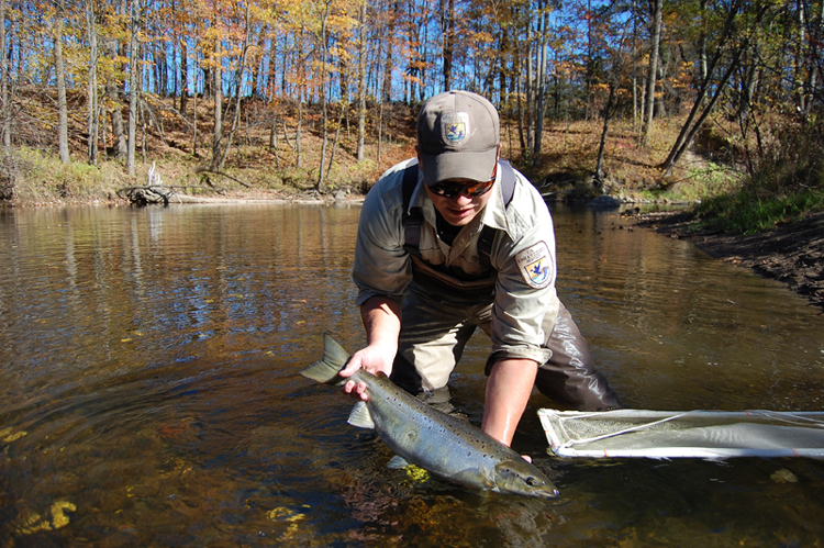 Atlantic salmon