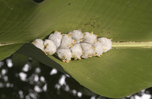 Ectophylla alba