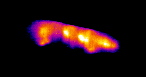 Thermal Image - Ectophylla alba