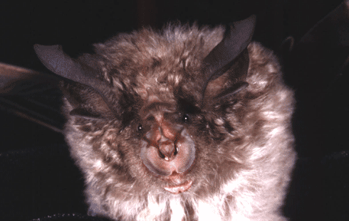 Rhinolophus ferrumequinum