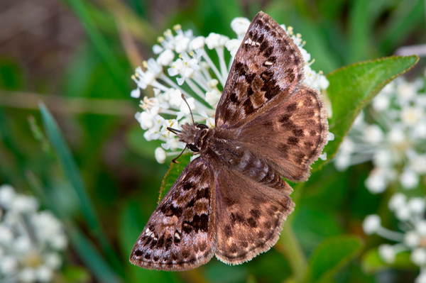 Mottled duskywing (photo: John Christensen)