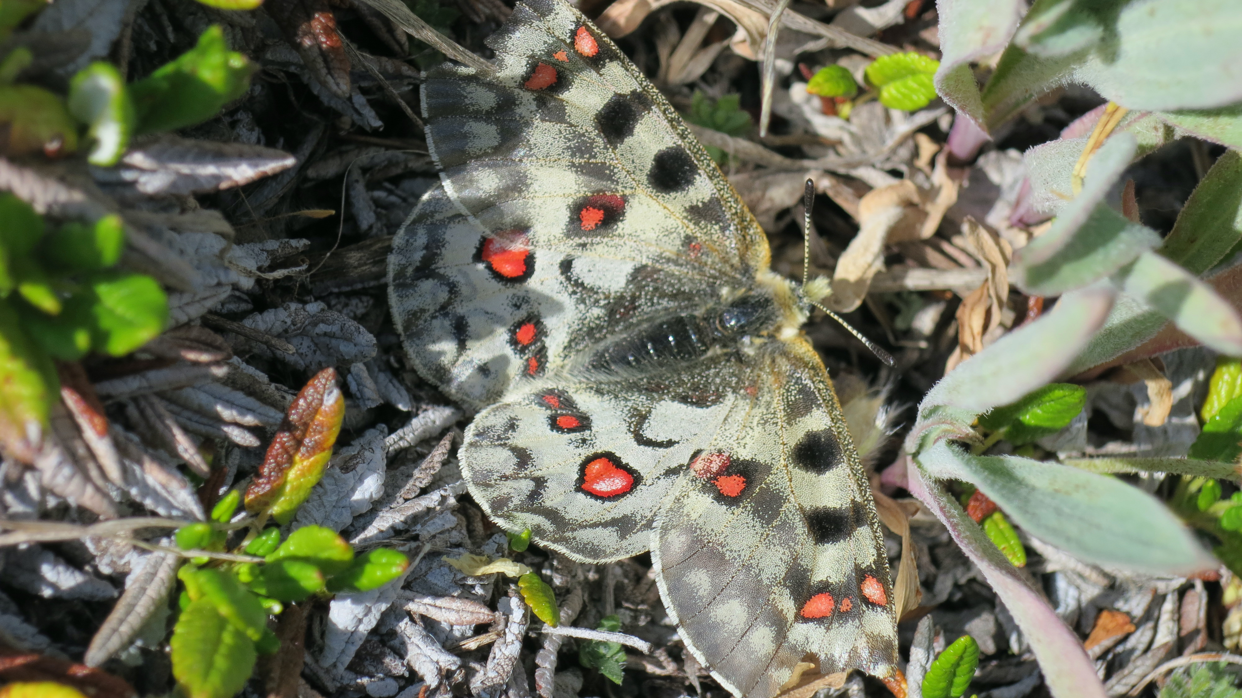 Parnassius smintheus