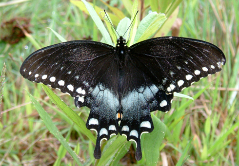 Spicebush Swallowtail