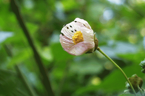 Nitidulid beetles in hibiscus