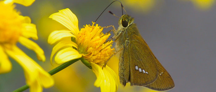 Skipper feeding