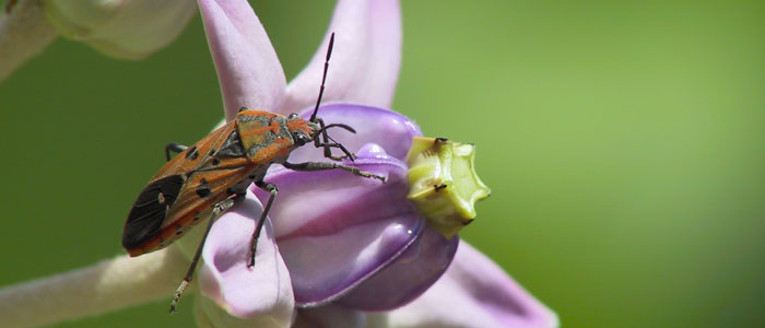 Hemiptera on Milkweed Flower