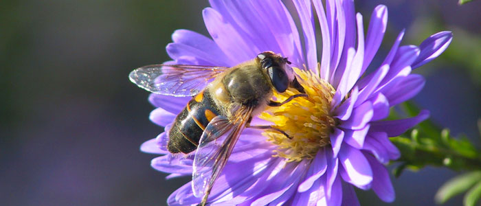 Syrphid