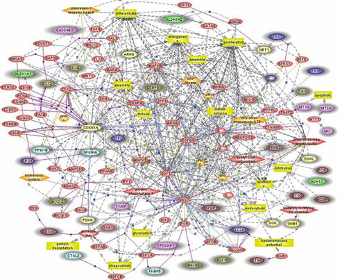 ER Genes Interactions