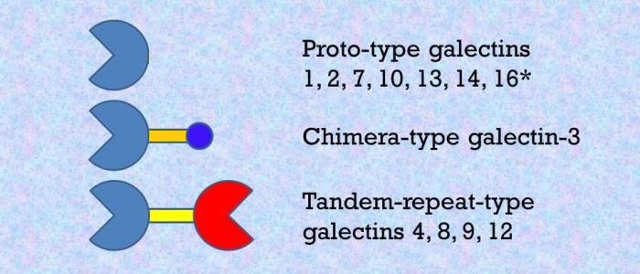 Galectin-family3.jpg