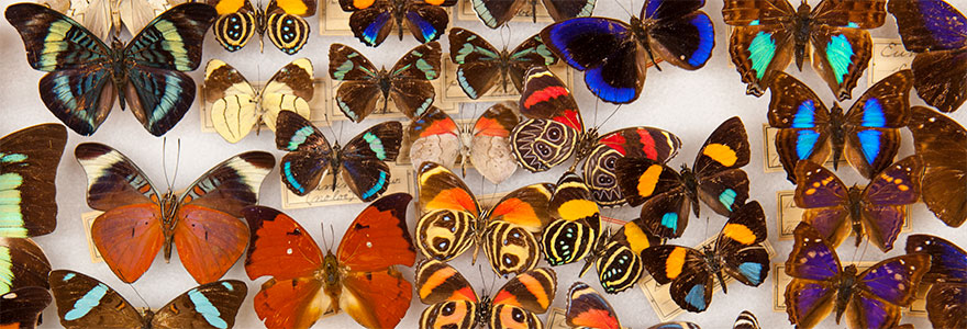 Collection of various mounted butterflies for the Banner