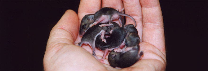 pPhoto od a handful of baby mice for the Banner