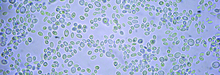 Microscopic field of algal cells for Cell and Molecular Biology