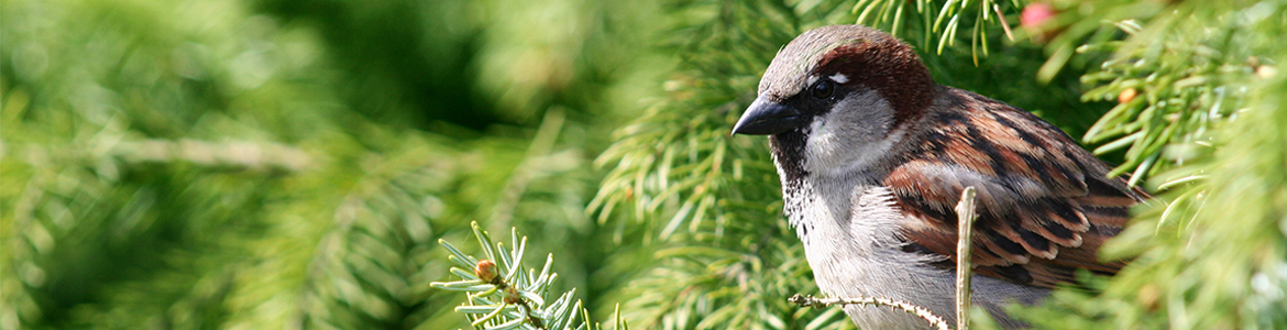 Close up of a sparrow in a spruce tree for Banner Image