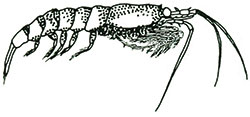 Meganyctiphanes