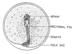 43 day old salmon fertilized egg