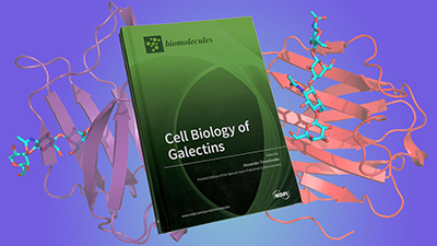 Cell Biology of Galectiins cover