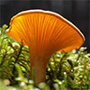 Mushroom study in newfoundland