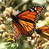 Monarch butterfly on flower